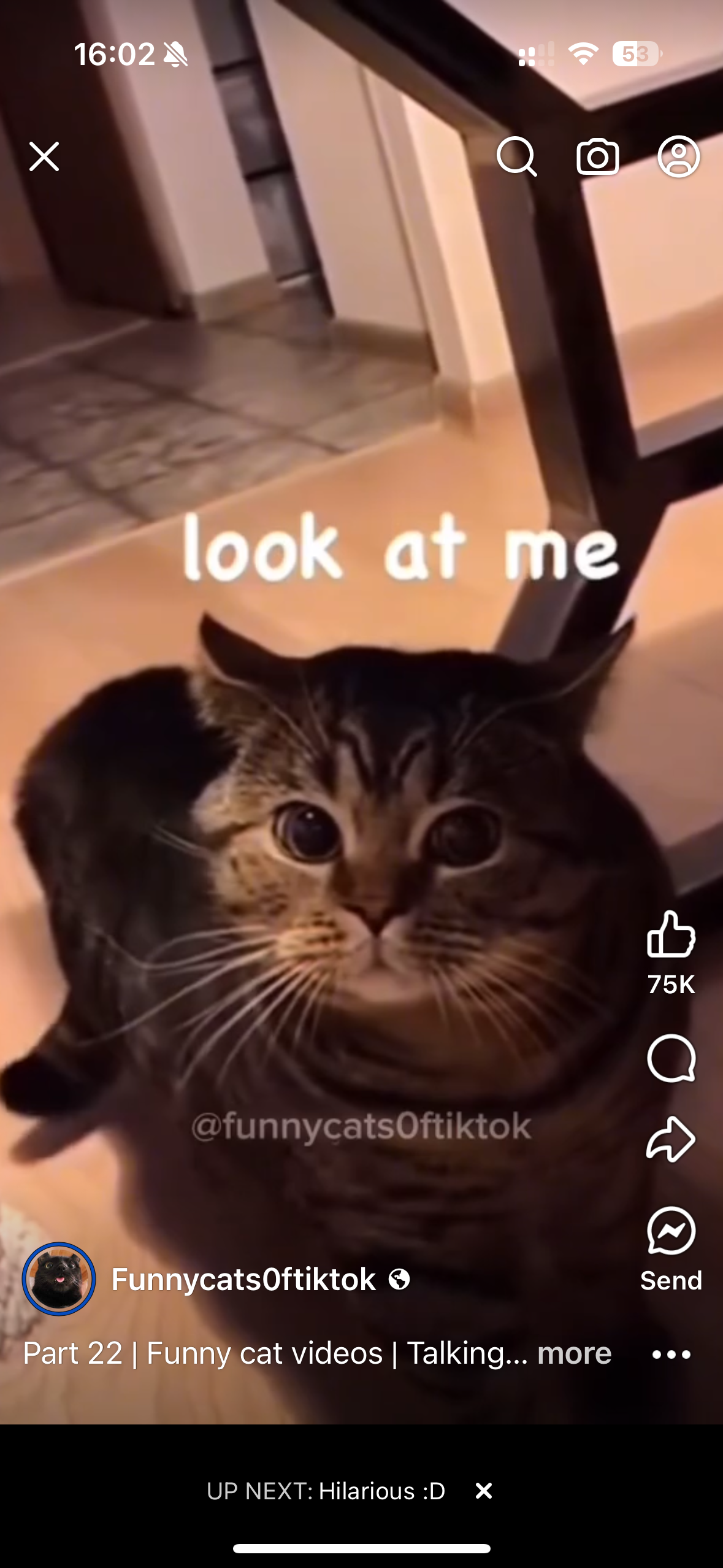 Cat Videos